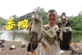 大家问老林还有没有养鸭子，老林今天给大家说说养殖有多难