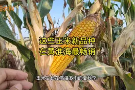推荐一批黄淮海最畅销的玉米新品种，最高亩产都超过200斤视频封面