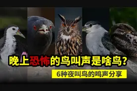 夜晚那些恐怖的叫声都是什么鸟？这6种夜鸣鸟的叫声，你都听过吗