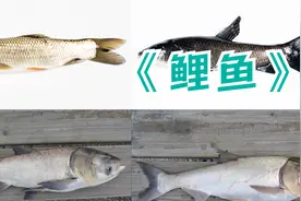 广东人都不吃的鲤鱼，竟然有人对它做出这样的事#科普 #三农