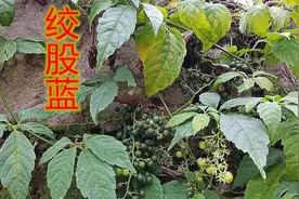 绞股蓝不仅是味中草药，还有这些妙用，不少人都喝过视频封面