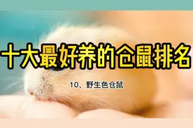 最好养的十大仓鼠排名