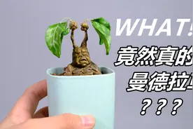 爆肝5天！我竟培育出了传说中“曼德拉草”！！！视频封面