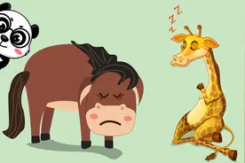 6种睡觉方式另类的动物们