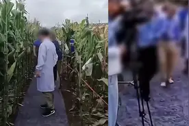 网传专家脚踩地毯考察玉米地，官方：并非地毯，系雨后铺的土工布视频封面