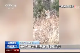 东北老乡下班途中偶遇野生东北虎 双方对视十几秒 “害怕极了”视频封面