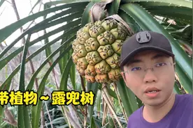 热带植物～露兜树视频封面