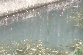 这个水渠里哪来的罗非鱼，下去就咬钩，根本不让人闲着
