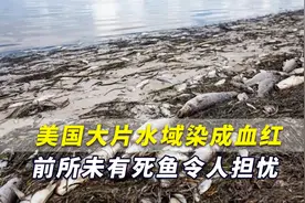 触目惊心！美国佛罗里达水域染成血红色，前所未有死鱼令人担忧视频封面