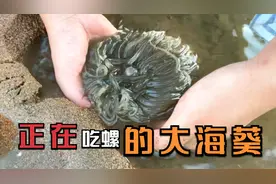 这里的赶海园密密麻麻都是海鲜，竹节蛏、猫眼螺、大海葵，好过瘾视频封面