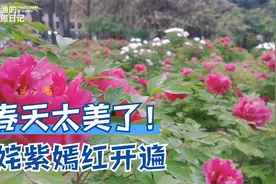实拍西安最大的牡丹园，眼下姹紫嫣红满园春色，太美了！没门票视频封面