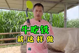 牛吃了铁怎么办？就按我说的做，半个小时就搞定