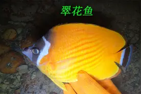 阿平赶海遇到了颜色鲜艳的漂亮鱼，还抓到了海鳗和老虎鱼视频封面