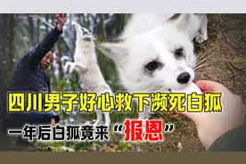 四川男子救下濒死白狐，一年后白狐来“报恩”，却发生一件大事？视频封面