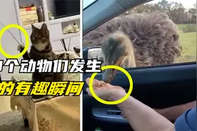 28个发生在动物们身上的有趣事情瞬间，放开那个美女让我来视频封面