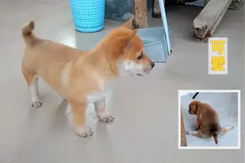 曾经不会走路的小奶狗，从出生20天到70天后的变化，萌萌的真可爱视频封面