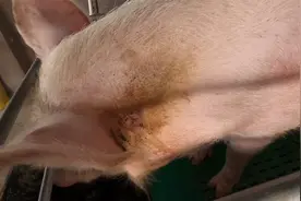 母猪脖子起大包是什么问题？小伙及时治疗看看效果如何视频封面