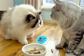 我家布偶和缅因相处8个月了，终于坐一起吃饭啦！