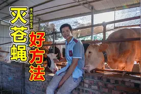 牛圈苍蝇多怎么办？老六分享一种方法，简单实用告别苍蝇的烦恼视频封面