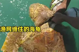 小哥偶然发现一只大海龟，海龟脖子被渔网缠住，再不营救就很危险视频封面