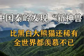 陕西秦岭发现变色大熊猫，比大熊猫更加珍贵，世界上仅此一只视频封面