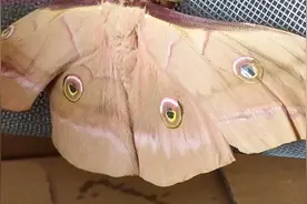 蚕蛾不吃食物是真的吗？破茧成蝶，以退化嘴为代价，来繁衍后代视频封面