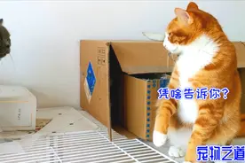 橘猫挑衅最凶母猫，爪子伸一半胆怯了，犹豫表情笑翻人「激萌奖金