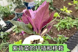 夏季气温高不知道种什么菜 那就试试种紫背菜吧 枝条扦插就能成活
