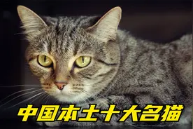 这些中国本土的十大猫咪，你见过几个