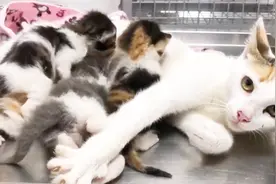 跛脚流浪猫妈妈天天来家讨吃，好心人跟踪发现原因让人心酸视频封面