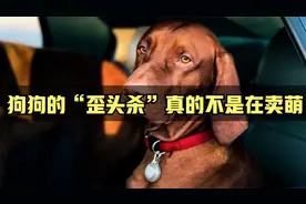 原来狗狗“歪头”还有这么一层意思，白当了那么多年的铲屎官了