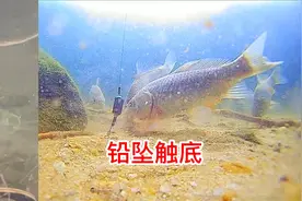 野钓时铅坠触底好钓鱼吗？本期测试视频告诉你答案视频封面