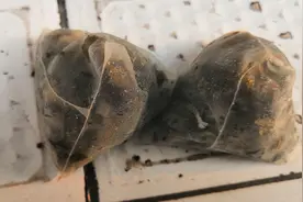 隔夜茶叶包还能喝吗？我也是今天刚明白，告诉家人视频封面