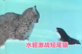 短尾猫捕杀水貂，遭到激烈的反击，一场猫科与鼬科的生死大战视频封面