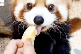 小熊猫吃苹果，这个吧唧声我不但不讨厌反而会爱上了，萌翻了！视频封面