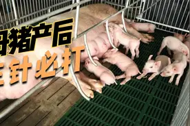 母猪产后必须打这三种针！视频封面