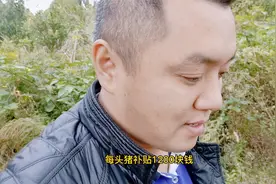 四川资阳，贫困户喂猪补贴1200元一头，我表示很羡慕。视频封面