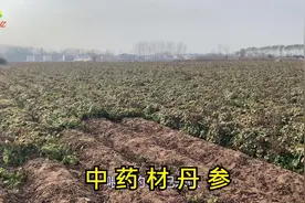 农村小伙种植中药材丹参，每亩能收5000斤，一年竟然能挣一百万视频封面