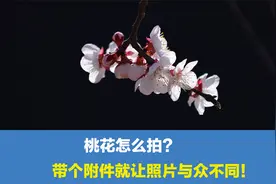 桃花怎么拍好看？带上一个小附件，让自己拍出的照片与众不同视频封面