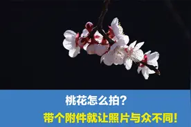 桃花怎么拍好看？带上一个小附件，让自己拍出的照片与众不同视频封面