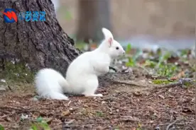 英国公园现罕见白化小松鼠 全身雪白觅食模样超萌视频封面