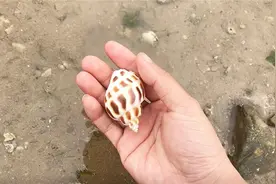 海边：落潮后去沙滩捡贝壳，竟捡到了这么漂亮的贝壳视频封面