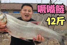 300元买了一条12斤的噘嘴鲢鱼，大锅里清蒸了半条，肉质鲜嫩如膏视频封面