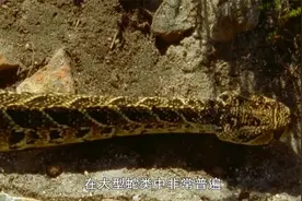 至大：世界上最快的眼镜蛇，每秒能跑5米，连非洲人看见它都怕！视频封面