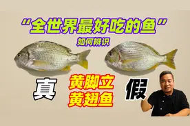 蔡澜：“全世界最好吃的鱼”，如何辨真假，南海名鱼黄脚立黄翅鱼
