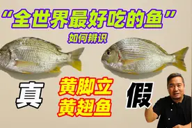 蔡澜：“全世界最好吃的鱼”，如何辨真假，南海名鱼黄脚立黄翅鱼