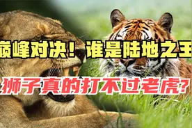 史上最强的虎狮大战！猫科之王东北虎恐吓非洲雄狮，究竟谁会赢视频封面