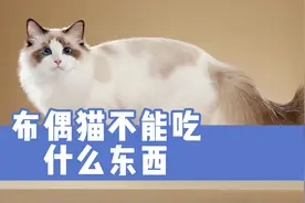 布偶猫不能吃什么东西？请主人记住这几样，别让它误食了视频封面