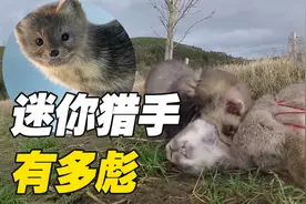 一只会抓兔子的雪貂，一天可以帮主人赚1620块视频封面