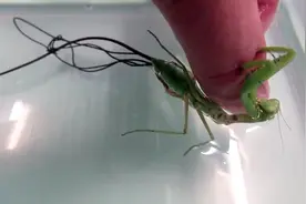 为什么有些螳螂遇见水，肚子中会钻出黑线，你见过这种场景吗视频封面